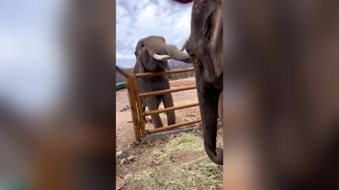Two Elephants Find Love With Each Other After Years Of Receiving Abuse In Circus
