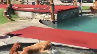 Golden Retrievers Play at Waterpark