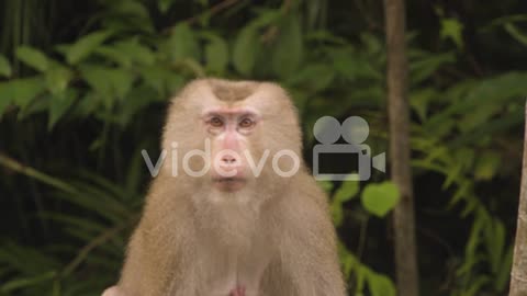 Monkey looks at camera, pig tail macaque