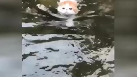 funny cat vid