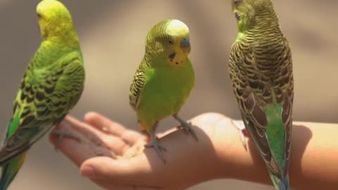 Cute Birds