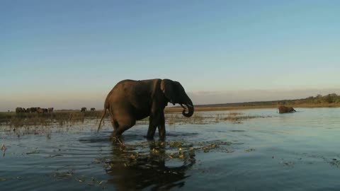 elephant walking through water