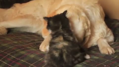 Confident Kitten Plays With Patient Guard Dog