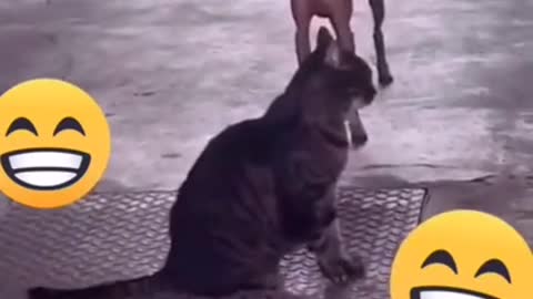 Very Funny Dog Dance 2021