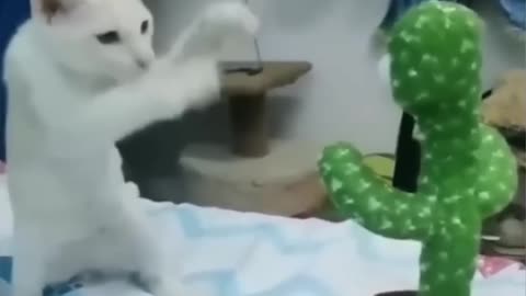 Funny cat video 😅🤣😂