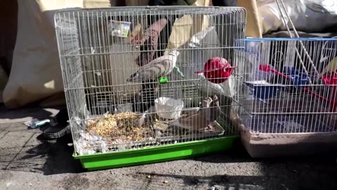 Syrian man rescues birds from quake-damaged home