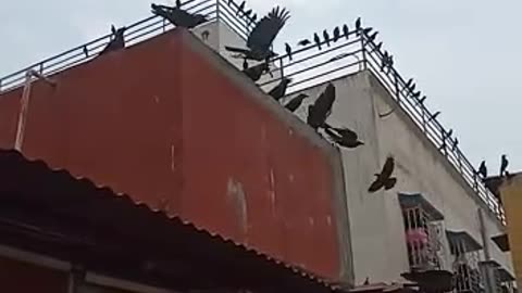 Gangs of crows