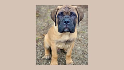 LonelyCreek Bullmastiffs