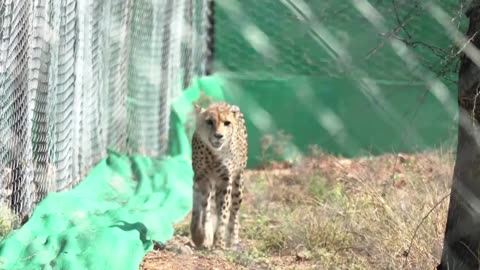 India welcomes 12 cheetahs from South Africa