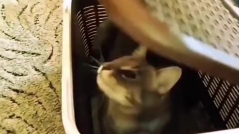 Funny cat. #cats #shorts #funnycatvideos #animals