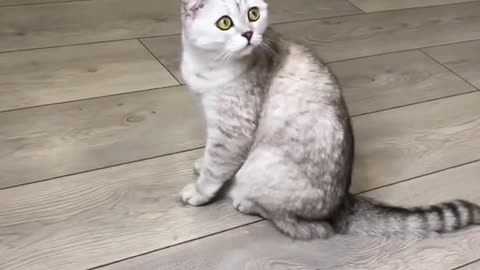 cat in shock