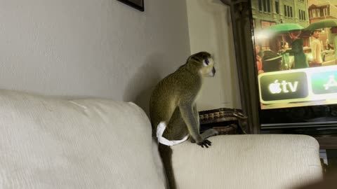 Monkey watching TV