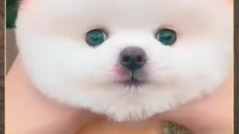 Cute puppy 🐕 Please follow me