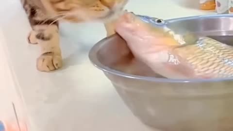 Cat Funny video