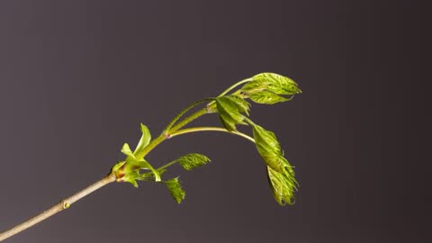 [4K] Time-Lapse_ Bud Sprouts Flower Leaf _ Free stock footage _ Free HD Videos