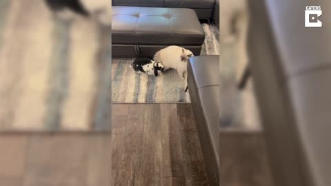 Bunny Chases Cat Around The House