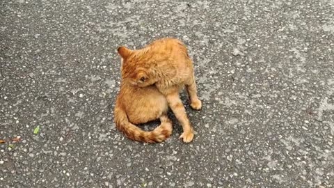 A yellow cat who is not afraid of dogs. Street cat and Street dog.
