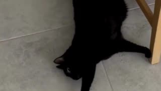 Adopting a Cat from a Shelter Vlog - Cute Precious Piper Looks Darling Playing with Fish Toy #shorts