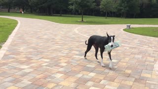 Clever Mantle Great Dane Delivers The Newspaper