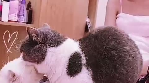 What_ Cats Mating But ... They're Male #shorts _ Viral Cat