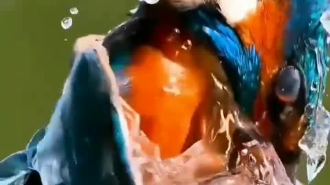 Kingfisher slowmotion video