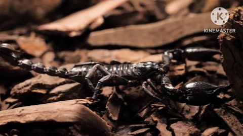 Black 🖤 scorpion warking