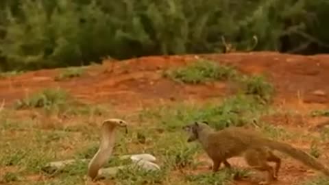 Cobra_vs_Mongoose__Snake_Killer