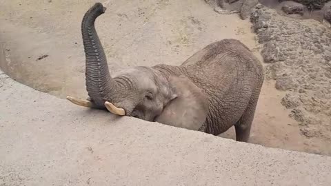 An elephant having fun