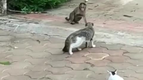 A Mother's Heroism: Brave Cat Saves Her Kitten from the Clutches of a Mischievous Monkey