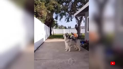 Funny Cats and Dogs 🐱🐶 _ Funny Animal Videos #17