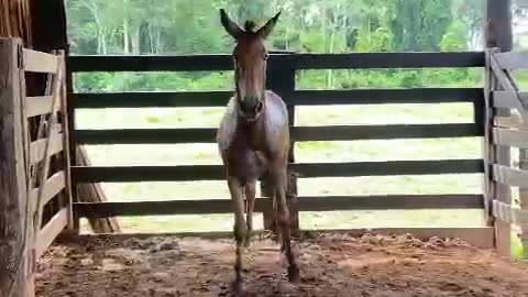 Horse Falls Twice Jumping Fences