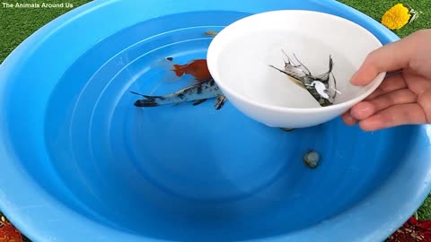 Beautiful different types small fishes Video