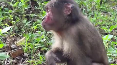 #babymonkey #Animal #monkeys #animallovers❤️ #cocakamonkey animals #viral #monkey #cute_23