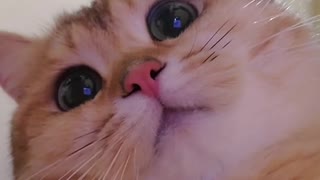 CUTE AND Adorable CAT🤩