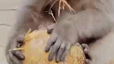 Funny and Amazing Monkeys to Watch