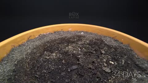 APPLE TREE Growing From Seed TIME LAPSE - 171 Days