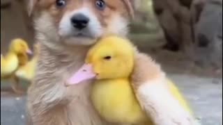 Puppy and duckling are best friends