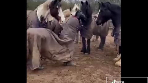 Two Dudes Try To Pick Up On Some Horses