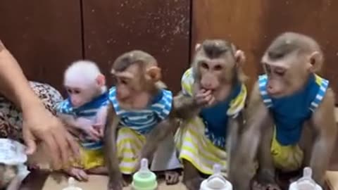 A family of mischievous monkeys