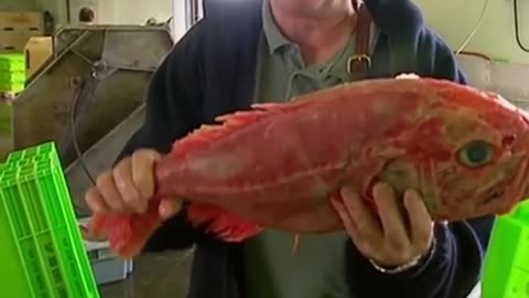 These are some weird ass looking fish
