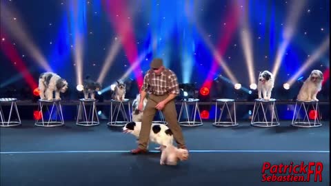 A beautiful puppy perform in circus