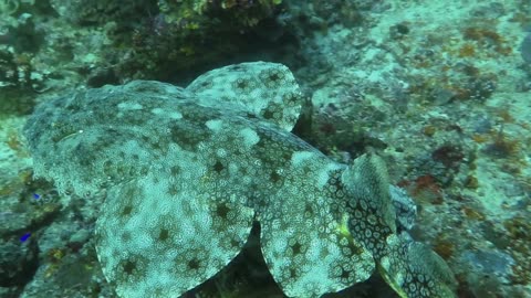 🌊🦈 Wobbegong Wonder: A Carpet Shark's Graceful Swim 🦈🌊