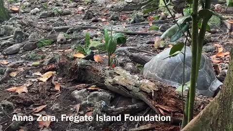 ‘Vegetarian’ giant tortoise filmed attacking and eating seabird