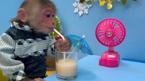 BiBi obedient takes care of garden and cleans the house #BiBi #monkey