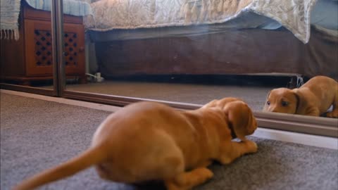 Good Dog Fights With His Reflection In The Mirror