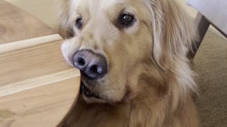 Golden Creates Funny Face Asking for Food