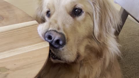 Golden Creates Funny Face Asking for Food