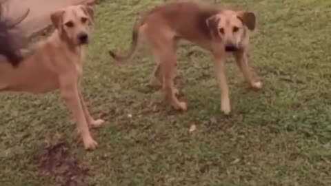 very funny dog and cat video