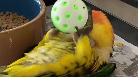 Funny parrot playing with ball
