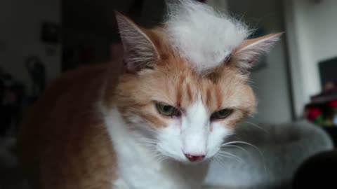 My cat go a new hairdo